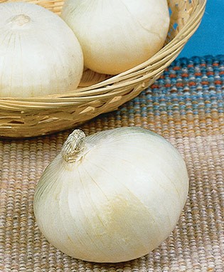 Texas Sweet White Onion